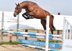 24/4: Presentatie veilingpaarden ET Auction