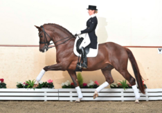 Paarden-KI Service