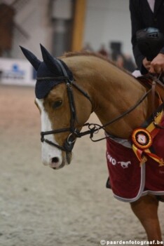 Morgen debuteren Harrie Smolders & Hercules