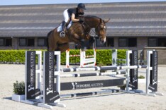 40.000 euro voor vierjarige Liberty in Youhorse.auction