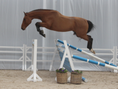 Za: Presentatiedag Online Auction Twinkeling