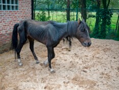 Verwaarloosde paarden hebben uw steun nodig!