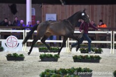 Vier dressuurhengsten BWP-gekeurd