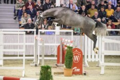 Z koopt kleinzoon Cornet in Westfalen