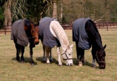 Hoefgetrappel op Het Loo