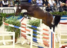 Campos verkoopt Cornet-zoon half aan Verband