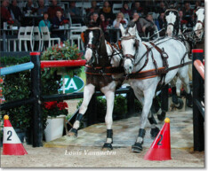 Inschrijven voor Indoor in Dena Stables - 9 nov