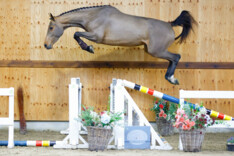 Succesvolle veiling voor Horse Auction Belgium