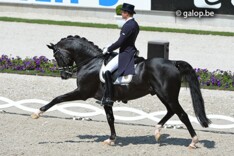 Totilas: Paard en Fenomeen