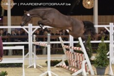 Zucchero d'Hyrencourt Z BWP-veilingtopper