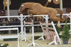 Foto's hengstenkeuring zijn online