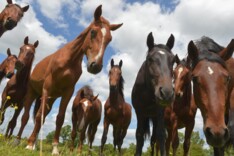 Uitbraak Rhinopneumonie in Vlaams-Brabant