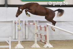 Presentatiedag: Louis en Kerly de Regor Paarden van het Jaar