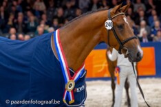 Liverpool wint kampioenskeuring KWPN