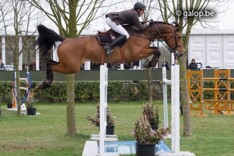 Stal Ceulemans houdt 2de online veiling