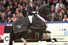 Vivaldi-zoon Desperado beschikbaar via de VDL Stud