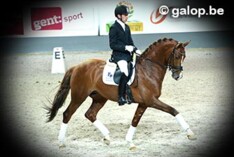 Foto"s CSI Gent en Hengstenshow Bagoniebos online