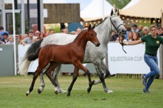 Caledonian van WW met 74.000 euro grote ster van Flanders Foal Auction