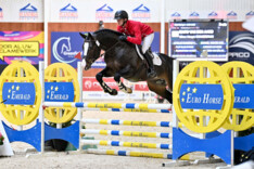 Record aantal hengsten aan de start van Lannoo Belgian Stallion Competition powered by Euro Horse