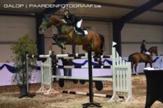Greve & Grandorado winnen Hengstencompetitie