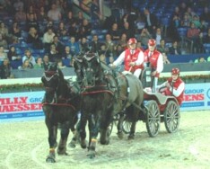 Mennen tijdens Flanders Horse Expo
