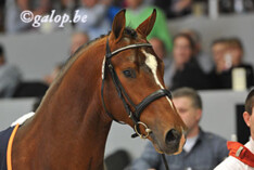 KWPN - Grootste Hengstenkeuring ter wereld