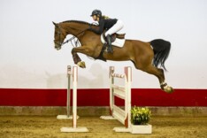 Export draait op volle toeren via Youhorse.auction