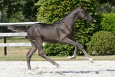 €32.000 voor E-Funky Eyckeveld Z tijdens eerste Online Foal Auction