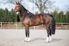 Think Twice vd Zwartbleshoeve topper bij AES