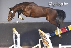 Calais Z en Kerly de Regor winnen kwalificatie vrijspringen Mechelen