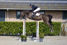 Opnieuw succeseditie voor Youhorse.auction