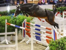 Van de Heffinck investeert in Holstein