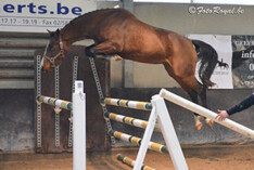 Producten Andiamo en Hornet Rose winnen in Wambeek