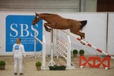 33 hengsten goedgekeurd door het SBS