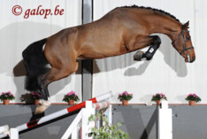 Selectie Horse Auction Belgium 2013!