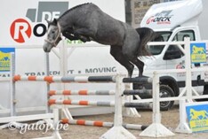 Dochter Coriana van Klapscheut wint Belgian Youngster Trials