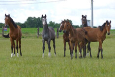 Opfok van uw jonge paarden !!