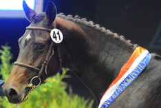 Krismar Stables koopt kampioenshengst SF-keuring
