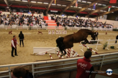 Selectie online veiling Fences 2-jr paarden