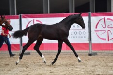 Saga is veilingtopper van BWP online auction
