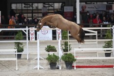 Try Me-K van Kattenheye veilingtopper BWP