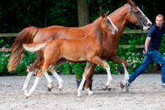 Belgische paarden gewild op Prinsjesdag!