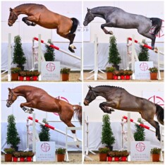 BWP Top Stallion Auction: Nr. 1 in de wereld