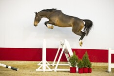 €60.000 voor veilingtopper Youhorse.auction