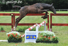 Succesvolle Belgian Horses Auction!