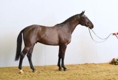 BWP'er Oxford Quality Holstein goedgekeurd