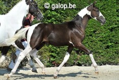 Veilingcollectie BWP Auction Antwerp is online