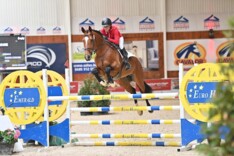 Praktische info Belgian Stallion Competition