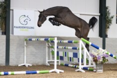 Chico ZG Z topper op paardenveilingonline!
