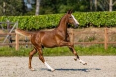 Kies voor (top)sport bij HorseSales.Auction